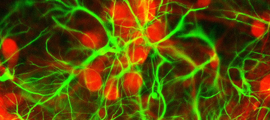 Fluorescent cells