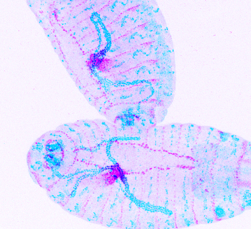 Fly embryos